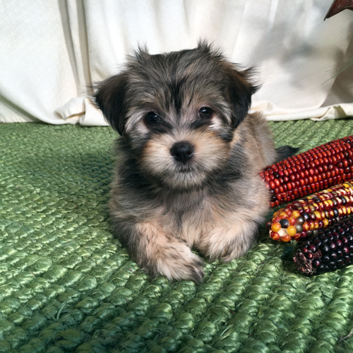 Calie: Havanese Puppy for Adoption
