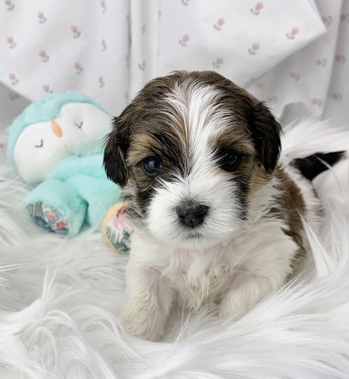 Bradly - Havanese puppy for sale in Michigan