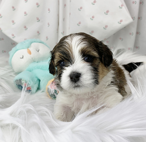 Bradly - Havanese puppy for sale in Michigan