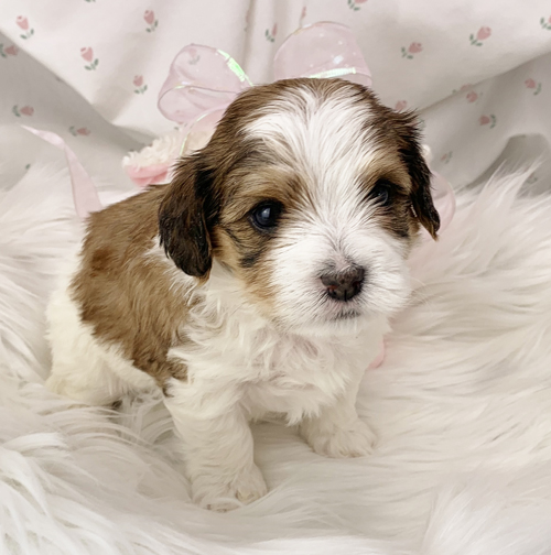 Sarah - Havanese puppy for sale in Michigan