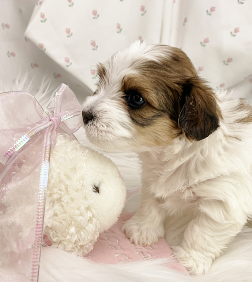 Sarah - Havanese puppy for sale in Michigan