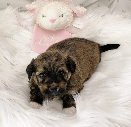 Willow - Havanese puppy for sale in Michigan